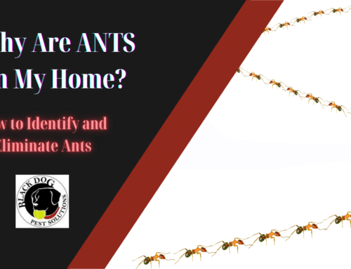 Why Are Ants in My House? How to Identify and Eliminate Ants