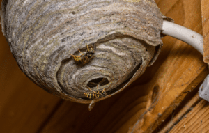 Bee & Hornet Nest Removal
