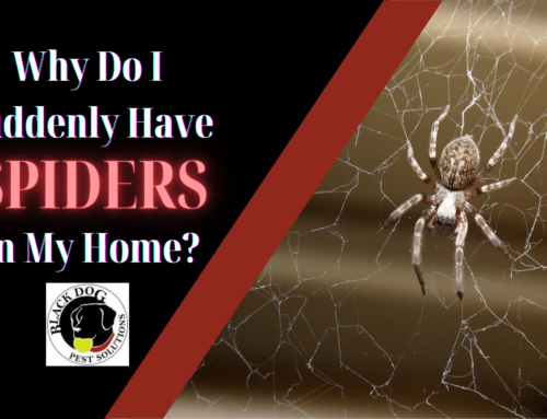 Why Do I Suddenly Have Lots of Spiders in My House?